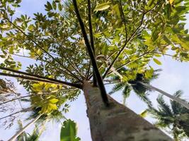 Durian tree with yellow leaves. Seeing the durian tree from below. Durian tree bark against blue sky background photo