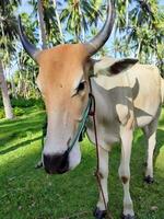 A brown and white cow stands in a green field, with trees and a blue sky in the background photo