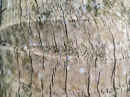 Tree trunk background. Coconut tree trunk. Wood motif photo
