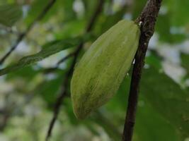 Cocoa pod on a tree photo