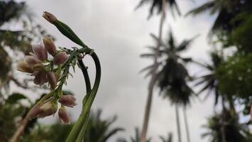 A flower in the middle of a field with palm trees photo