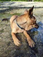 small dog playing in the shallow waters of the lake photo