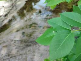 A leafy plant is in front of a stream photo