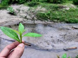 A hand holding a small plant in front of a stream photo
