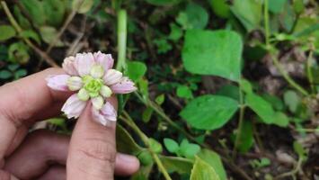 A hand holding a small pink flower in the middle of a field photo