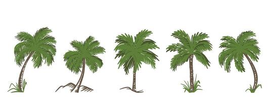 Palm trees set elements vector