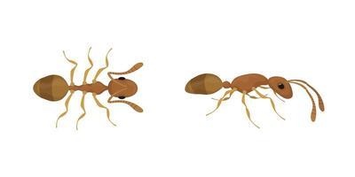 Two brown ants crawling from different points of view vector