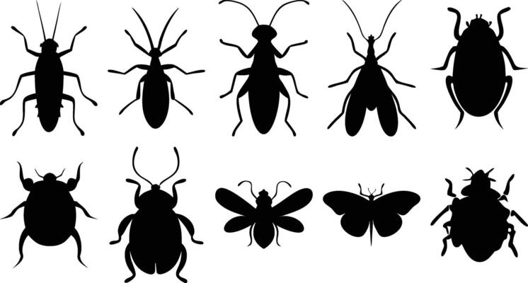 Beetles and Butterflies
