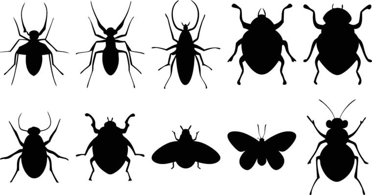 Beetle and Bug Outlines