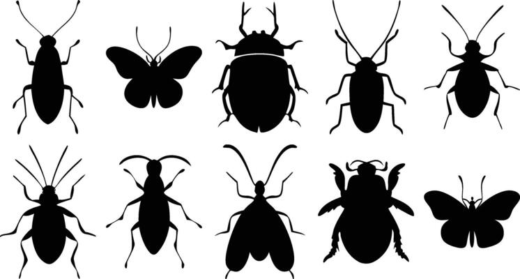 Mixed Insect Species