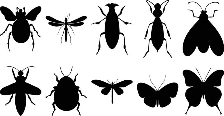 Assorted Flying Insects