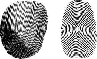 Engraved illustration set featuring textured fingerprint patterns for design and artistic use. vector