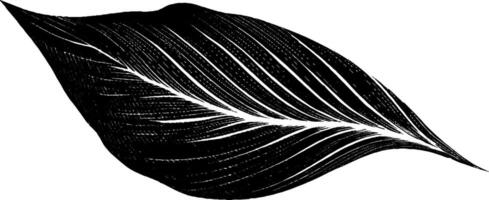 Engraved illustration of stylised leaf with bold black lines for artistic design. vector