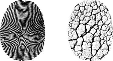 Detailed fingerprint and ridge pattern engraving set for forensic analysis and texture design. vector
