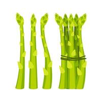 Fresh green asparagus stalks and bunch tied with string, healthy spring vegetable vector