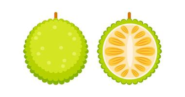 Whole and halved breadfruit showing its internal structure vector