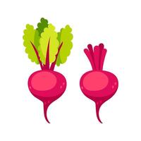 Fresh beetroots, one with vibrant green leaves and one showing just the bulb, isolated on white vector
