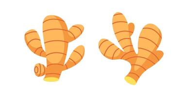 Fresh ginger root promoting healthy lifestyle with its vibrant color and distinctive shape vector