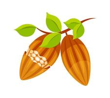 Cocoa beans growing on tree branch with leaves vector