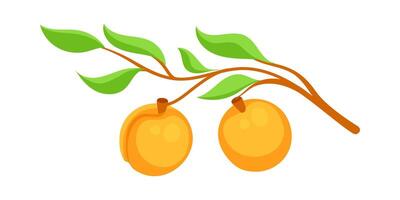 Branch with ripe apricots growing on tree vector