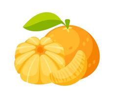 Fresh juicy tangerine with leaf, peeled tangerine and tangerine slice showing segments vector