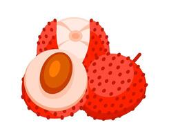 Fresh lychee fruit cut in half showing the pulp and seed vector