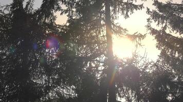 Sunlight shining through dense pine tree branches in forest, soft backlight creates warm atmospheric glow video