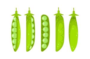 Five green peas in different opening stages showing their seeds vector