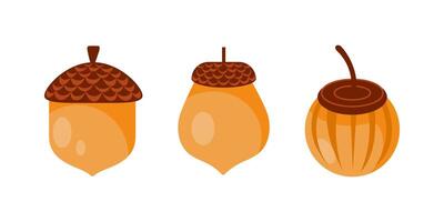 Three acorns representing different stages of ripeness showing shell and cupule vector