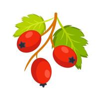 Branch with ripe hawthorn berries and green leaves growing in nature vector