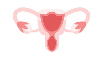 Female reproductive system showing uterus, fallopian tubes and ovaries on white background vector
