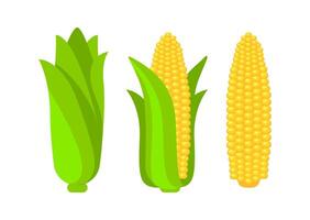 Fresh corn cobs, a healthy and delicious summer treat, displayed in various stages of ripeness vector