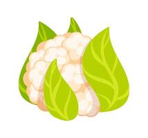 Fresh cauliflower surrounded by vibrant green leaves isolated on white background vector