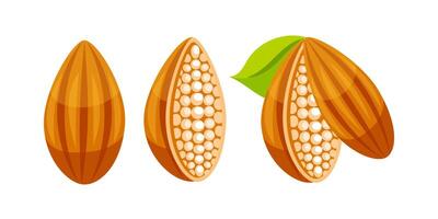 Cocoa beans showing whole bean, half opened bean, and opened bean with leaf vector