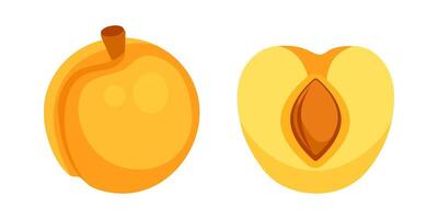 Fresh ripe apricot fruit cut in half showing the seed inside on white background vector