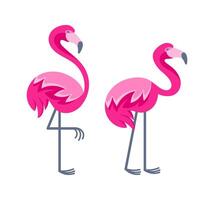 Two pink flamingos standing on one leg and showing their plumage vector