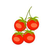 Bunch of ripe red cherry tomatoes hanging on the vine vector