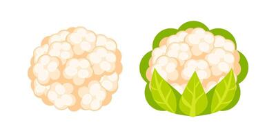 Fresh Cauliflower Heads with and without Green Leaves Resting on White Background vector