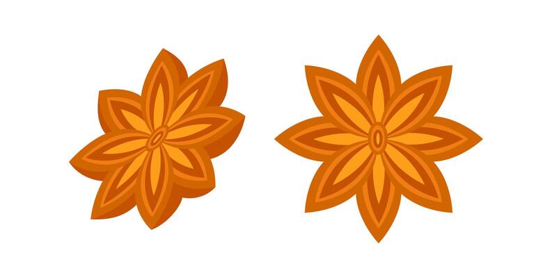 Two star anise showing different perspectives on white background