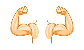 Strong arms showing biceps and fists on white background vector