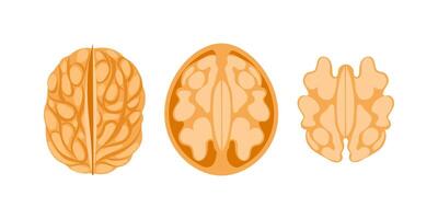 Walnut Kernel Showing Three Different Viewpoints on White Background vector