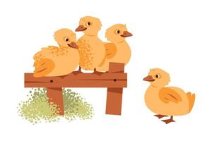 Flat illustration of a chickens on the fence. Playful characters in a rural environment. vector