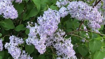 fragrant lilac spring bloom, large inflorescences on branches sway nearby video