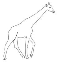 A stylish and minimalist one line illustration of a giraffe, drawn using one continuous stroke. vector