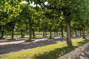 Strolling through lush pathways at Peterhof gardens on a sunny day with vibrant greenery and neatly trimmed trees photo