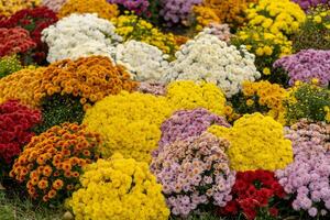 Colorful display of chrysanthemums in a garden during a sunny autumn day photo