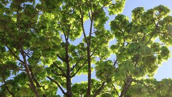 Sunlight filters through the vibrant green leaves of a maple tree, creating a dappled pattern of light and shadow against a clear blue sky. video