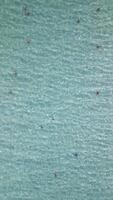 Aerial view of multiple starfish in crystal-clear shallow tropical water, creating a natural pattern on the seabed. Beautiful marine scenery perfect for travel and nature themes. video