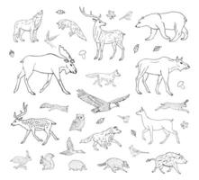 Set bundle of hand drawn doodle sketch wild forest animals isolated on white background vector