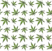 Seamless pattern of hand drawn doodle sketch hemp cannabis isolated on white background vector